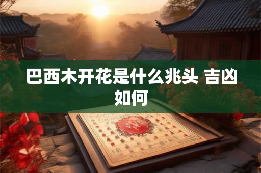 巴西木开花是什么兆头 吉凶如何 巴西木开花是什么兆头 吉凶如何